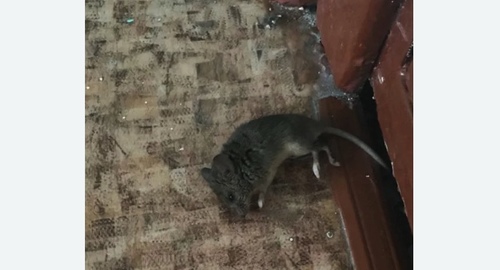 Дезинфекция от мышей в Раменках города Москвы